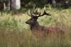 Cerfs 2012